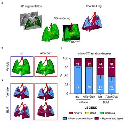 Alfaxalone and Dexmedetomidine as an Alternative to Gas Anesthesia for Micro-CT Lung Imaging in a Bleomycin-Induced Pulmonary Fibrosis Murine Model